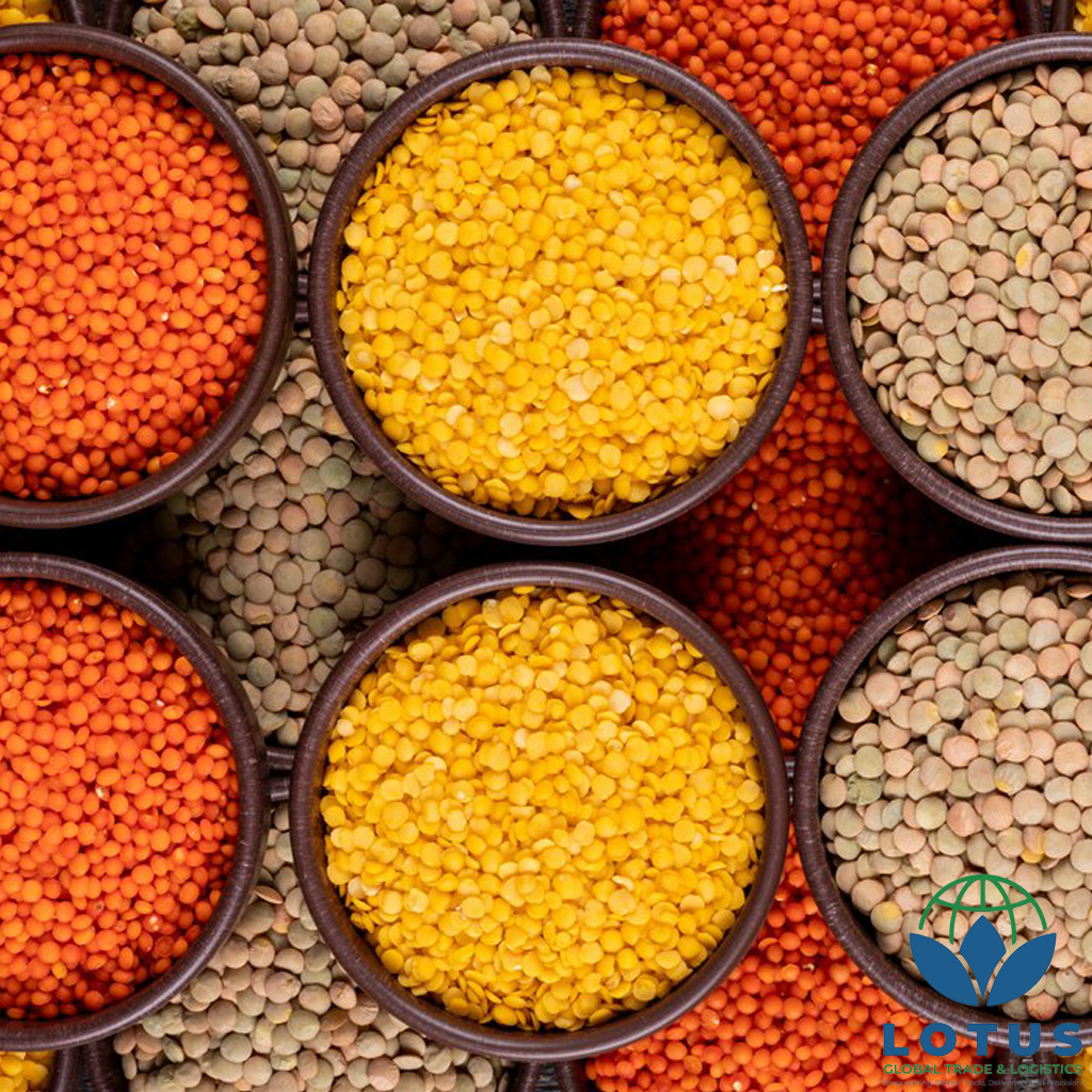 Premium Quality Lentils- Cleaned, Graded & Export-Ready